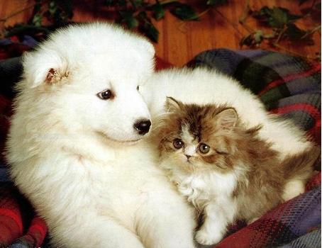 いぬ×ねこ画像ください!-035_1