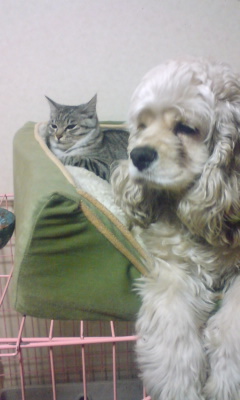 いぬ×ねこ画像ください!-046