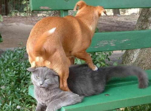 いぬ×ねこ画像ください!-079