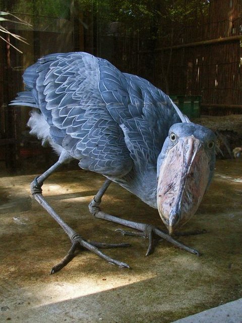 可愛い動物の画像が貼られるスレ-012_4