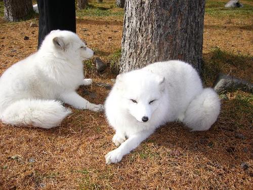 狐の画像ください-009