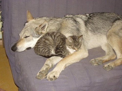 いぬ×ねこ画像ください!-092_3