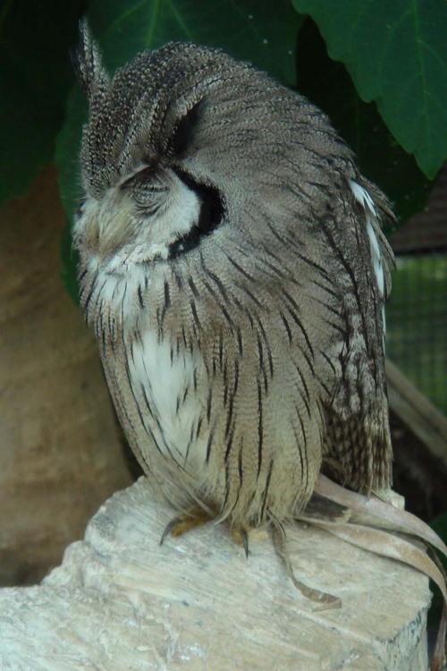 ハヤブサとフクロウの画像ください><-044_1
