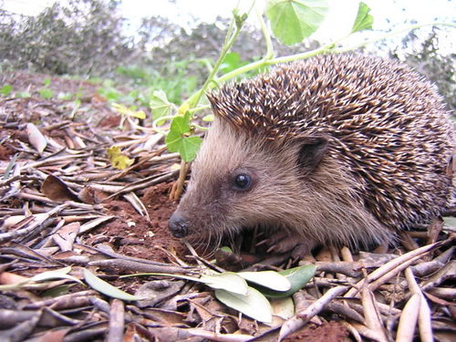 可愛い動物の画像が貼られるスレ-052