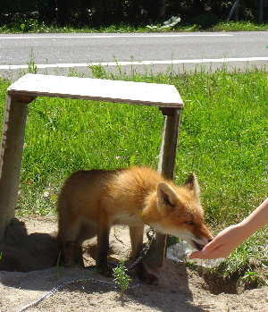 狐の画像ください-057_1