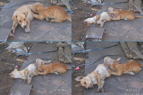 いぬ×ねこ画像ください!-056