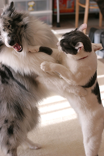 いぬ×ねこ画像ください!-068