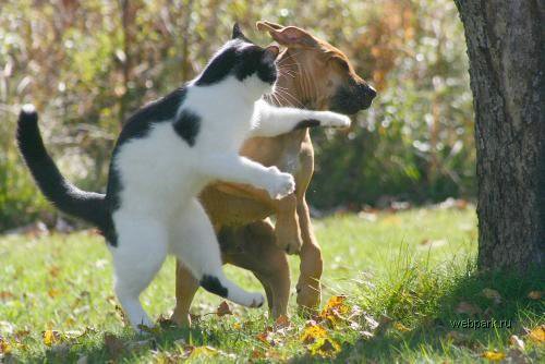 いぬ×ねこ画像ください!-031_3