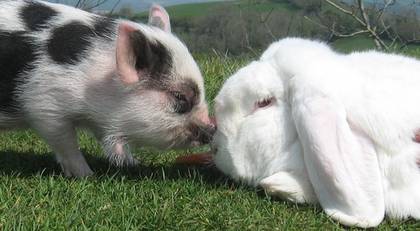 可愛い動物の画像が貼られるスレ-045