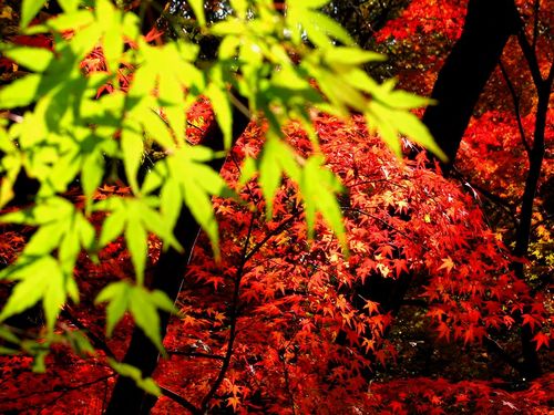 日本の綺麗な画像を貼っていこう-034_4
