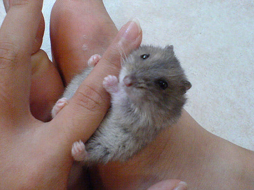 可愛い動物の画像が貼られるスレ-020