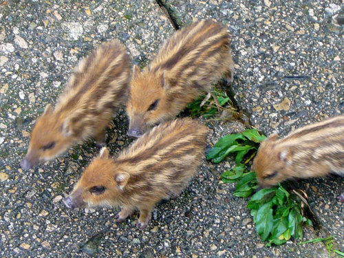 可愛い動物の画像が貼られるスレ-010