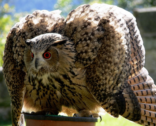 ハヤブサとフクロウの画像ください><-010
