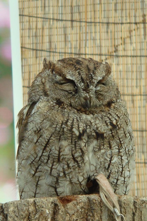 ハヤブサとフクロウの画像ください><-044_11