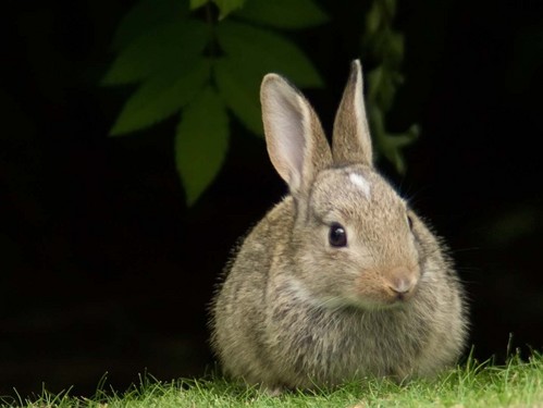 可愛い動物の画像が貼られるスレ-031_2