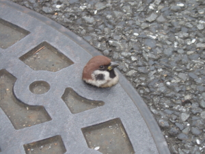 可愛い動物の画像が貼られるスレ-027