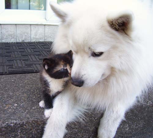 いぬ×ねこ画像ください!-027_2