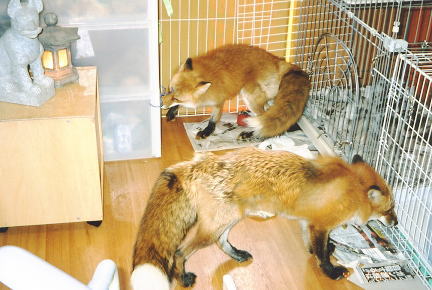 狐の画像ください-092_5