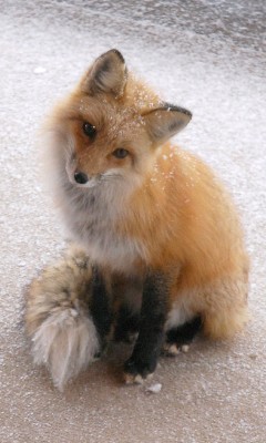 狐の画像ください-113_6