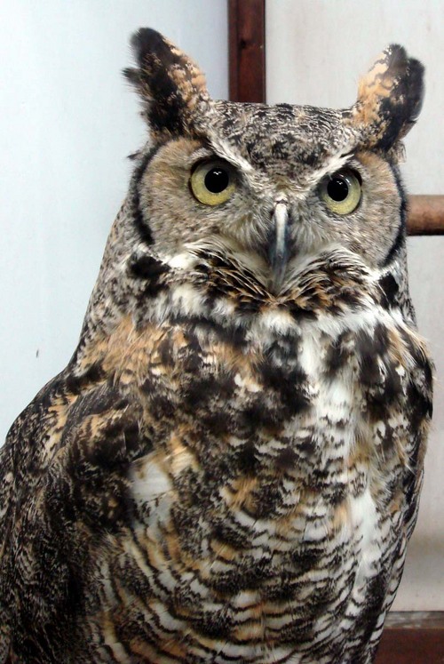 ハヤブサとフクロウの画像ください><-044_6