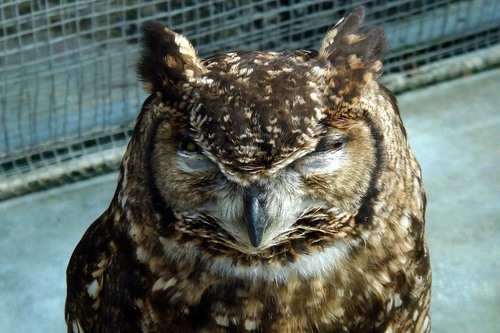 ハヤブサとフクロウの画像ください><-024_1