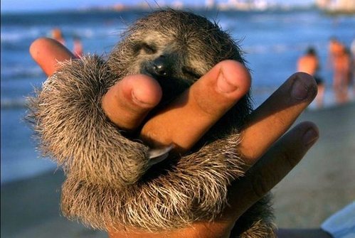 可愛い動物の画像が貼られるスレ-021_1
