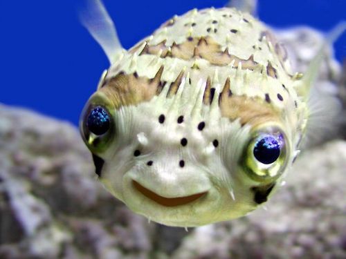 可愛い動物の画像が貼られるスレ-017_1