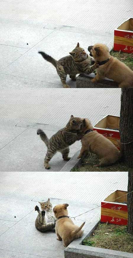 いぬ×ねこ画像ください!-031_5