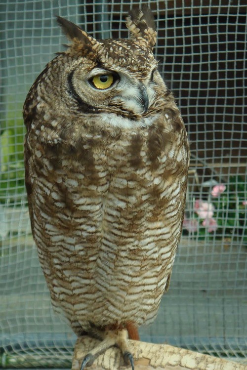 ハヤブサとフクロウの画像ください><-024_2