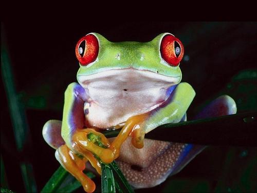 可愛い動物の画像が貼られるスレ-058_1
