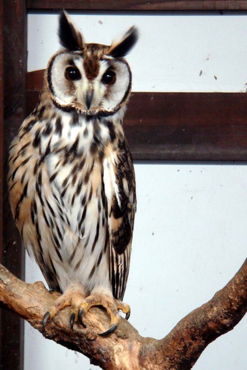 ハヤブサとフクロウの画像ください><-052_1