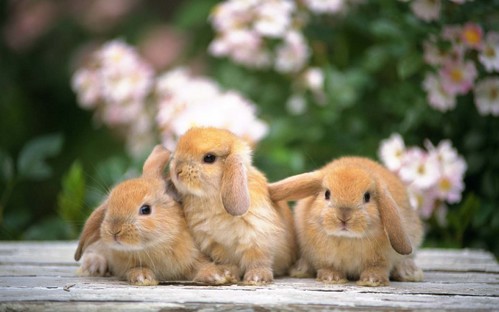 可愛い動物の画像が貼られるスレ-064_3