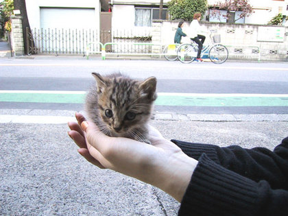 可愛すぎて萌え死ぬってぐらい可愛い画像-017