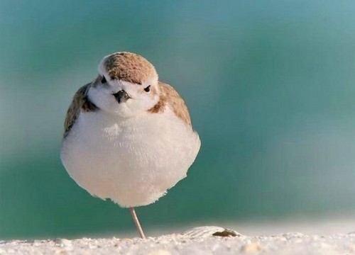 可愛い動物の画像が貼られるスレ-012_1