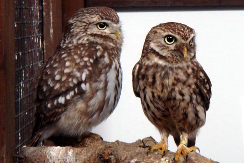 ハヤブサとフクロウの画像ください><-044_7