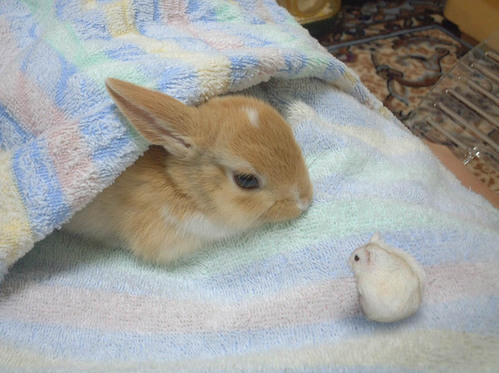 動物の子供の画像をはるスレ-021