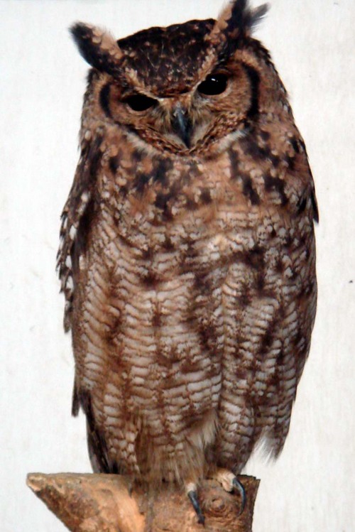 ハヤブサとフクロウの画像ください><-052_5