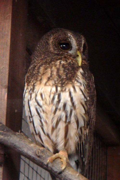 ハヤブサとフクロウの画像ください><-044_10