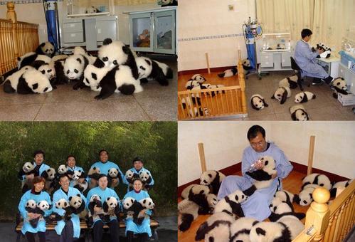 可愛い動物の画像が貼られるスレ-069