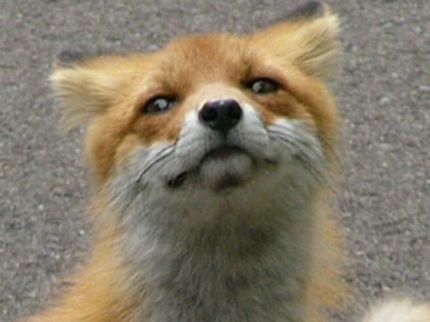 狐の画像ください-093