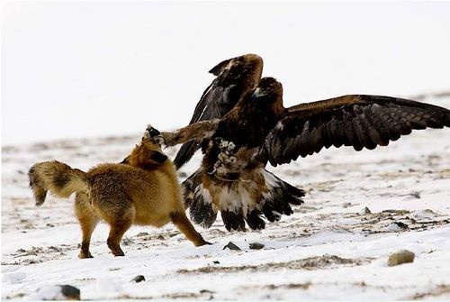 ハヤブサとフクロウの画像ください><-023_3