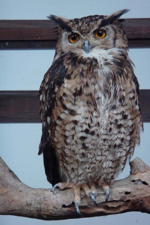 ハヤブサとフクロウの画像ください><-052_4