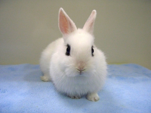 可愛い動物の画像が貼られるスレ-040_1
