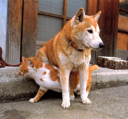 いぬ×ねこ画像ください!-064