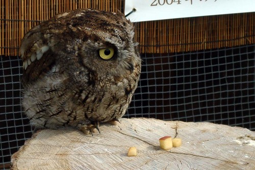 ハヤブサとフクロウの画像ください><-024_5
