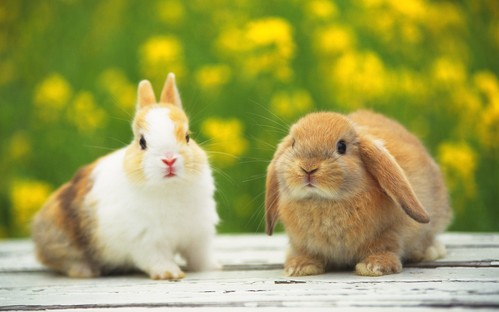 可愛い動物の画像が貼られるスレ-002