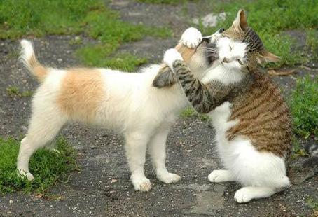 いぬ×ねこ画像ください!-040_2