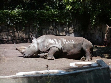 動物の画像でも貼ろうか-021_1