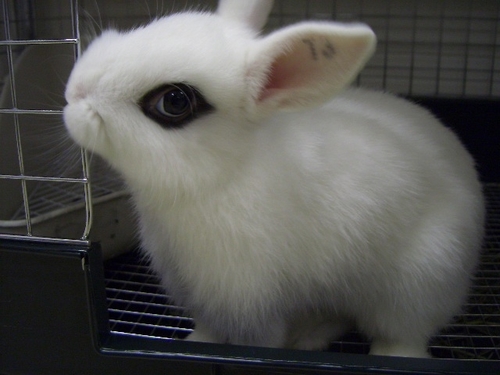 可愛い動物の画像が貼られるスレ-040_3
