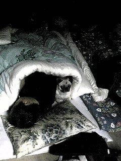 5秒くらい見続けてると笑えそうな画像-013